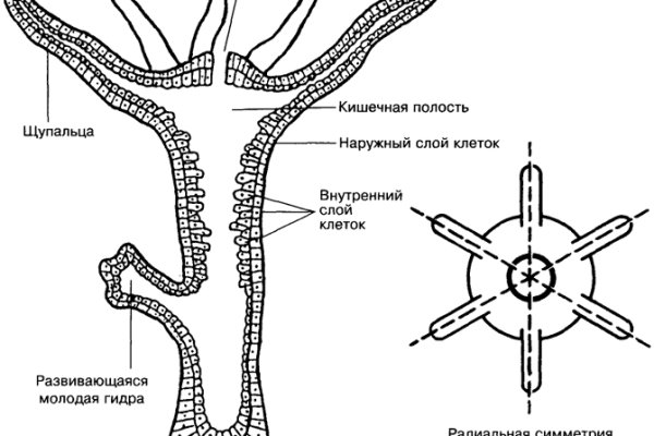 Кракен рабочая ссылка